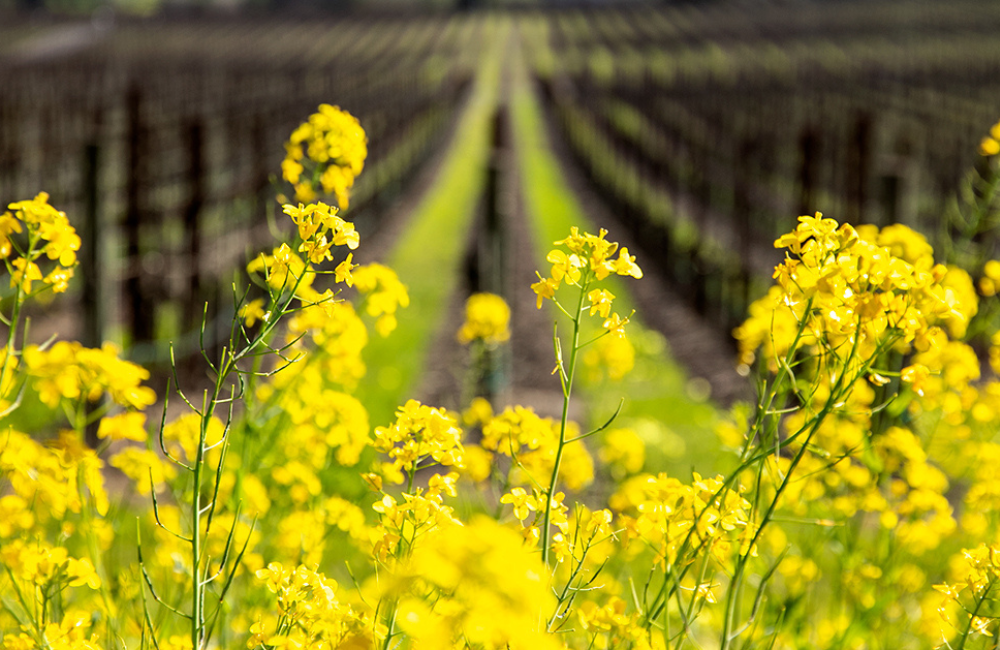 Mustard Season